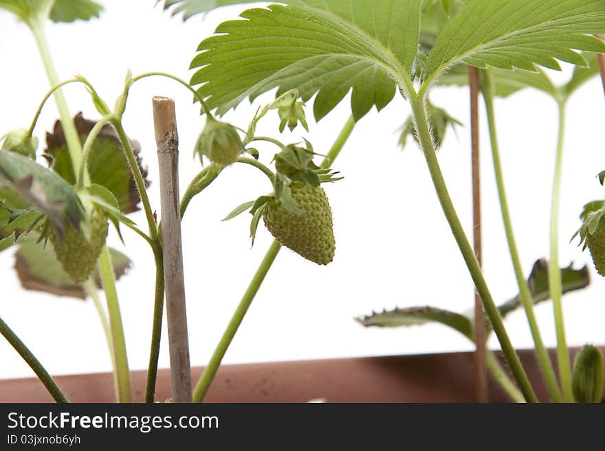 Strawberry plant