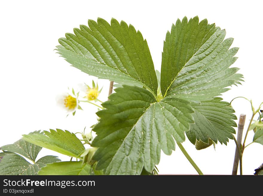 Strawberry plant with white blossom