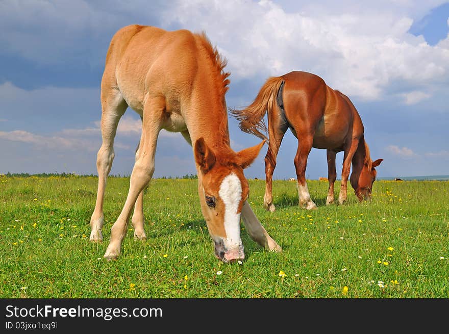 A foal with a mare on a summer pasture in a rural landscape. A foal with a mare on a summer pasture in a rural landscape.