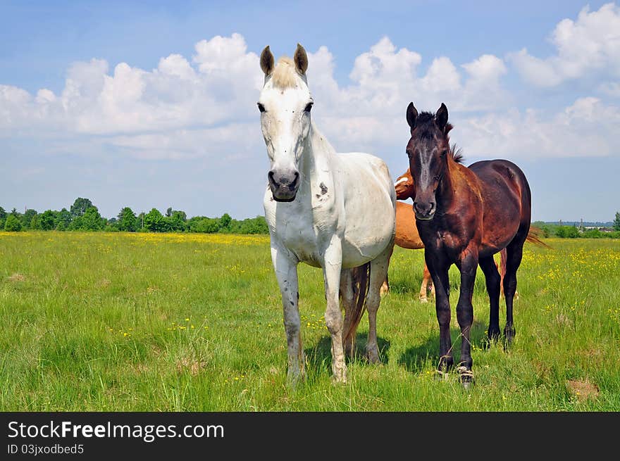 A horses on a summer pasture in a rural landscape.