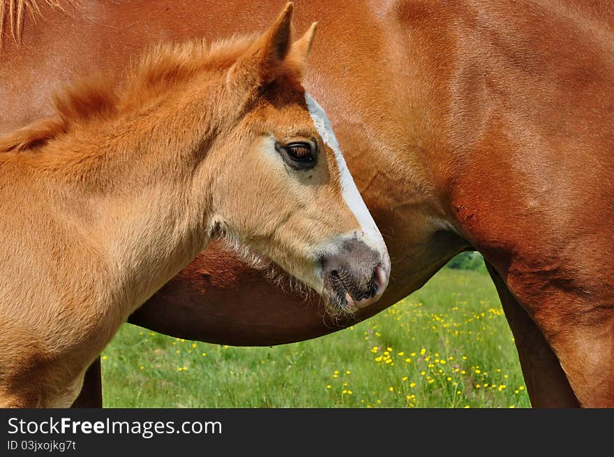 A foal with a mare on a summer pasture in a rural landscape. A foal with a mare on a summer pasture in a rural landscape.