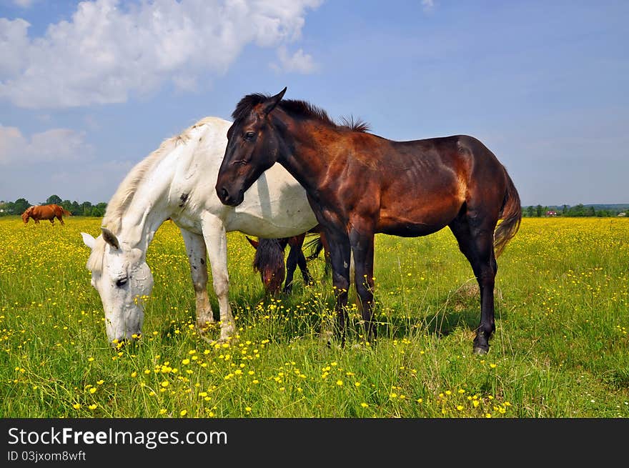 Horses on a summer pasture