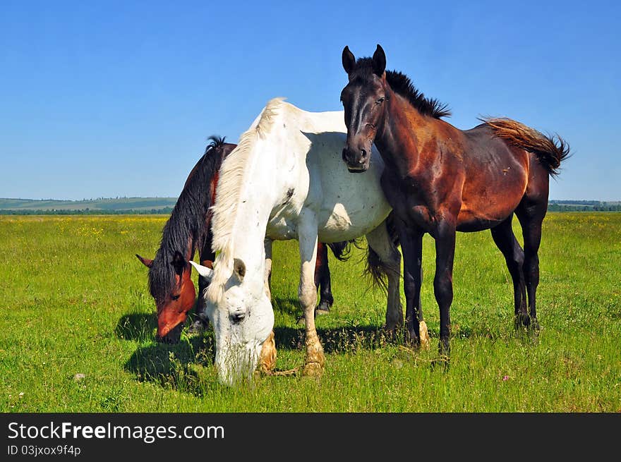 A horses on a summer pasture in a rural landscape.