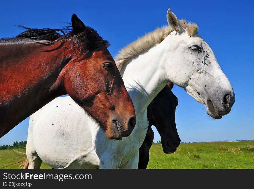 Horses on a summer pasture