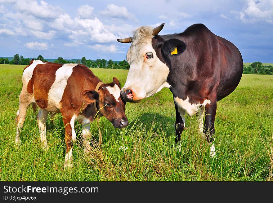 The calf near mother on a summer pasture