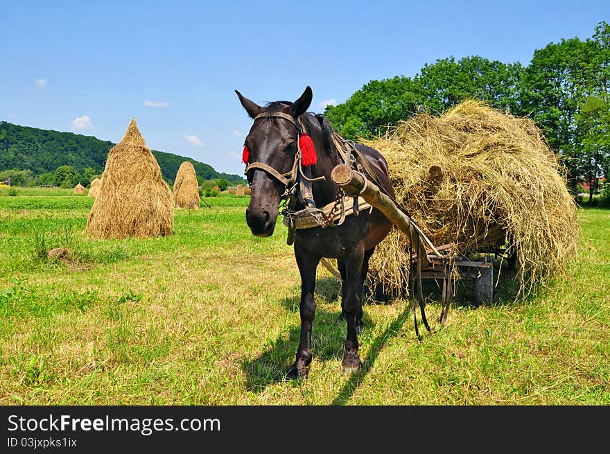 Hay preparation in a rural landscape with a horse.