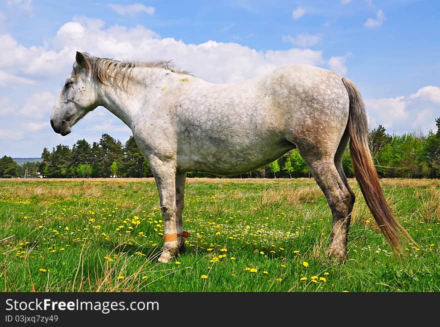 Horse on a summer pasture.