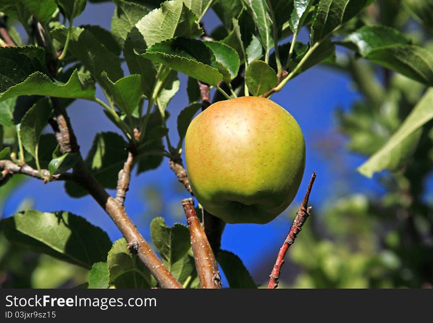 Apple in apple tree in orchad