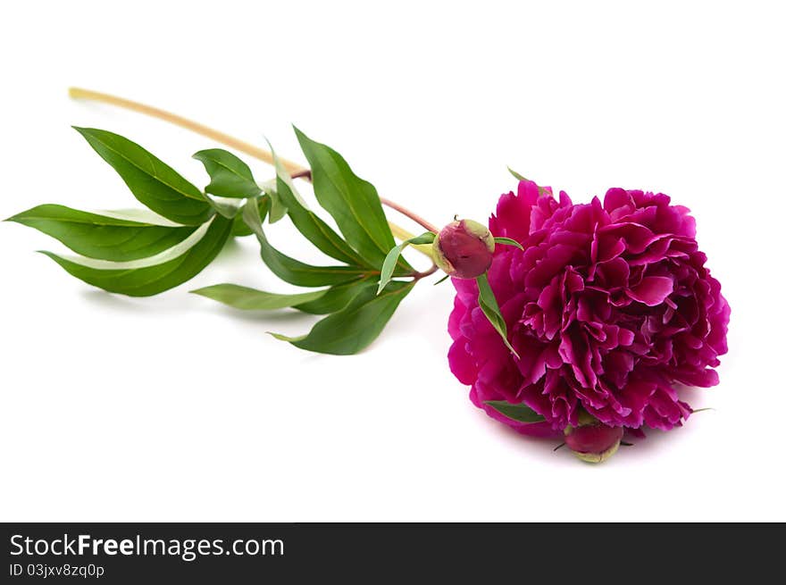 Red peony on a white background