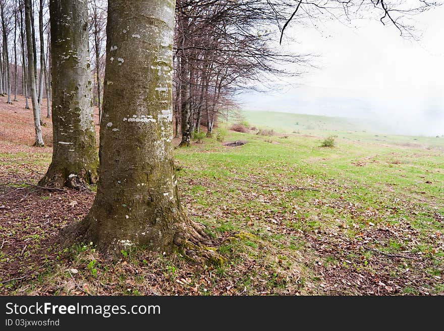 Landscape shot at the exit of the forest with field on the other part. Landscape shot at the exit of the forest with field on the other part.