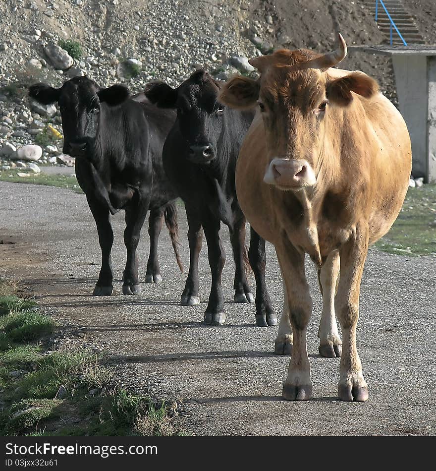 Two black and one brown cows at Elbrus region