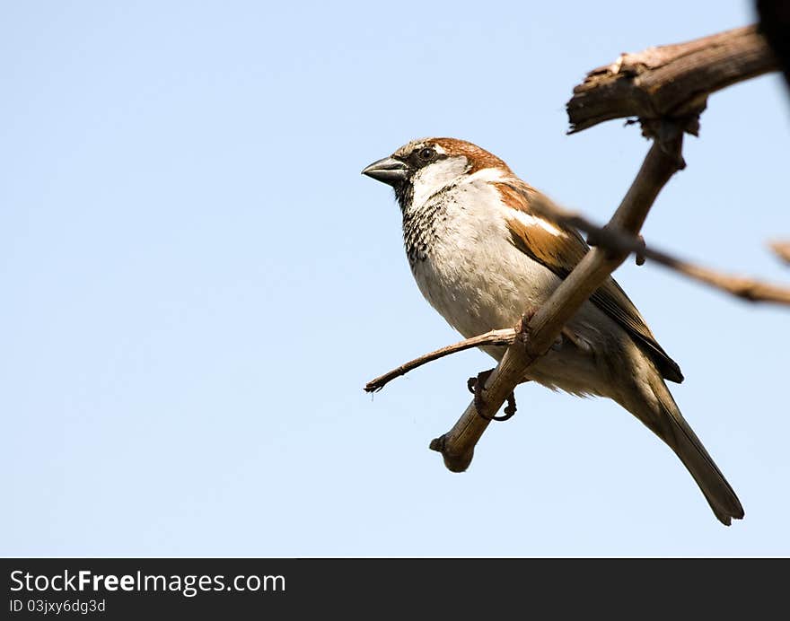 Small Sparrow