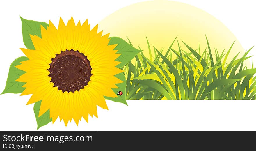 Sunflower with grass. Banner. Illustration