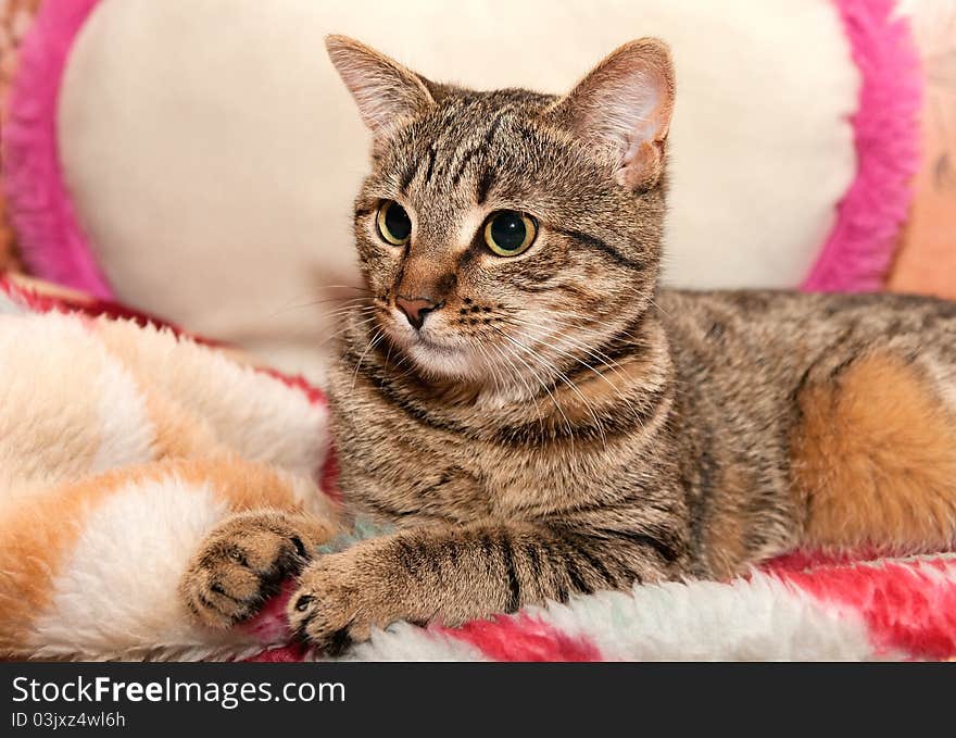 Cat lie on Pillow and looks aside