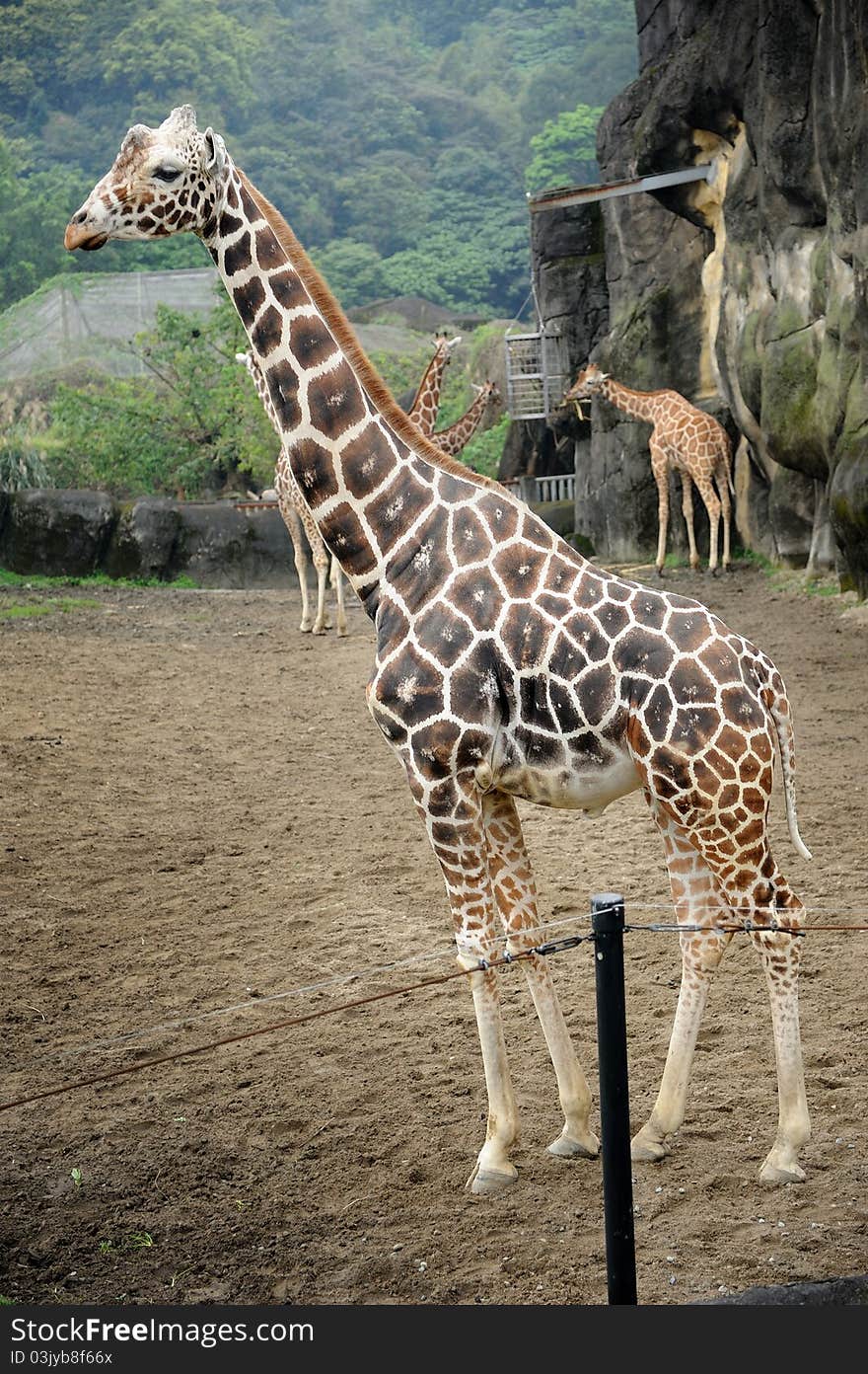 Beautiful Giraffe in Taipei Zoo