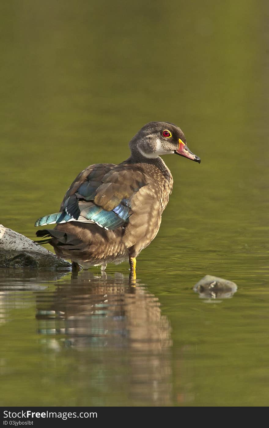 Woodduck Drake in Eclipse Plumage