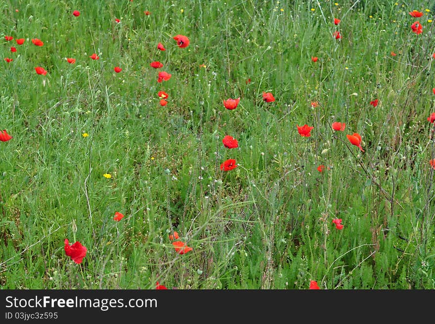 Field of poppy surrounded by green nature. Field of poppy surrounded by green nature