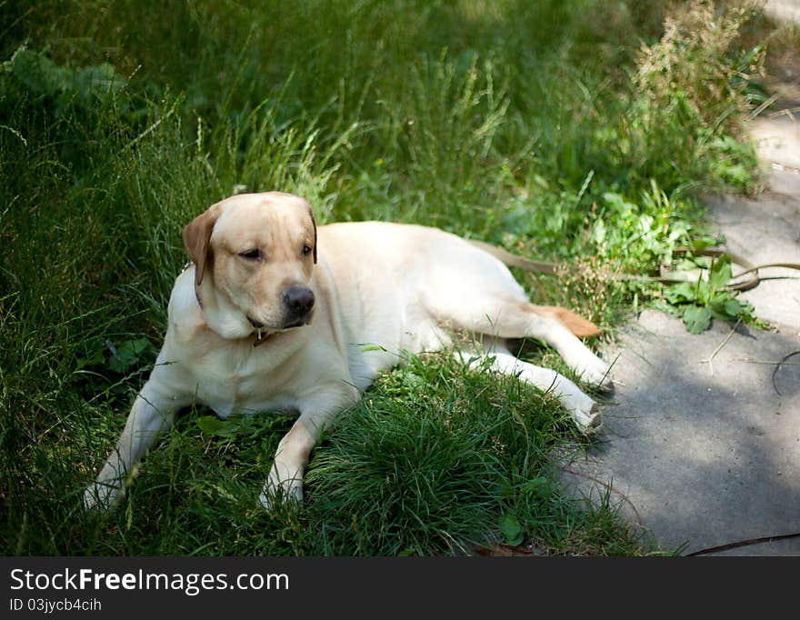 Labrador resting in the park. Labrador resting in the park