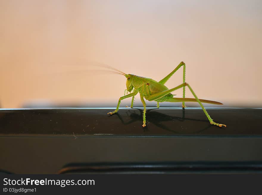 Grasshopper1