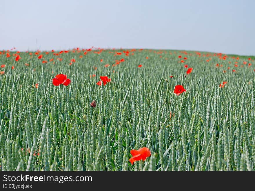 Field of wheat and poppy in Ukraine. Field of wheat and poppy in Ukraine