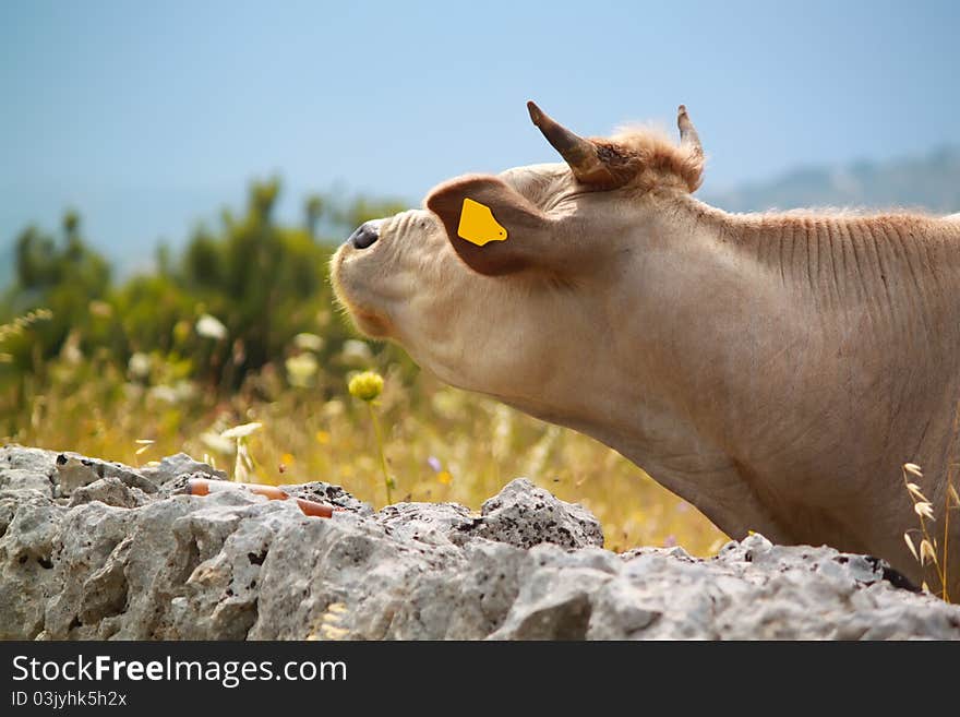 Photo of white cow on meadow