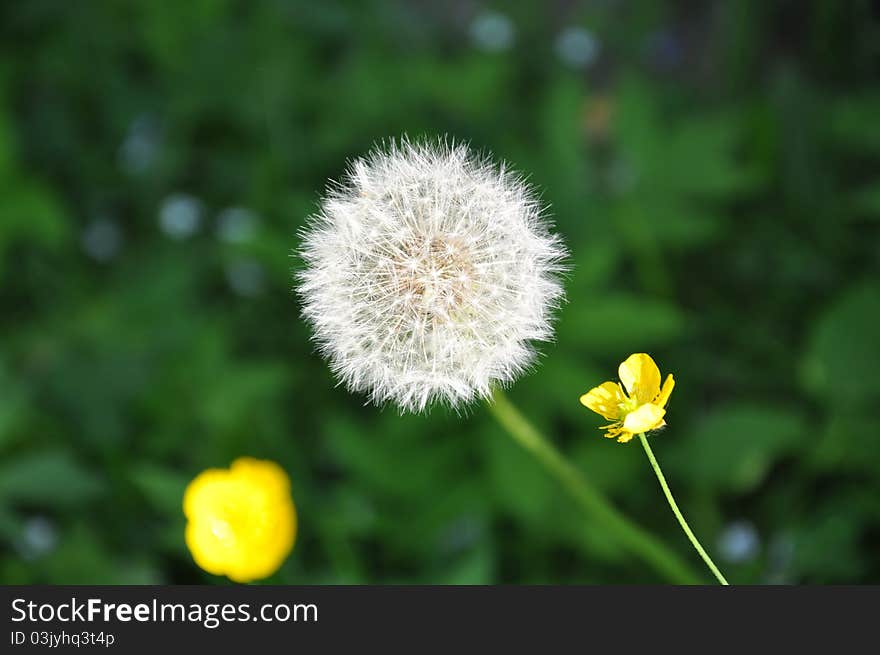 Dandelion in green garden at summer time.