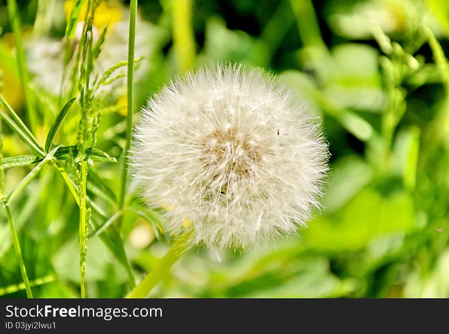 White dandelion in green garden at summer time.