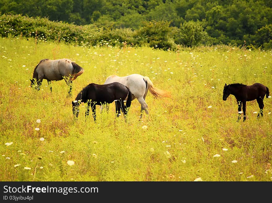 Photo of a horses on meadow