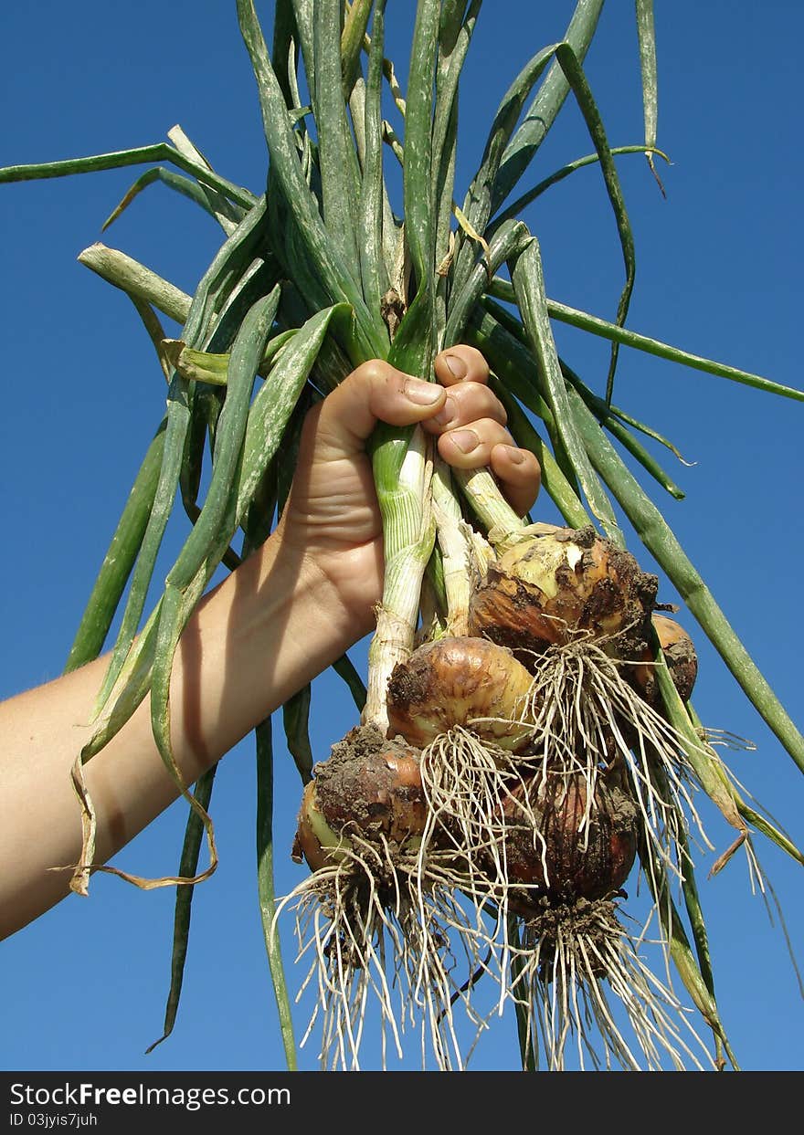 Hand with onions