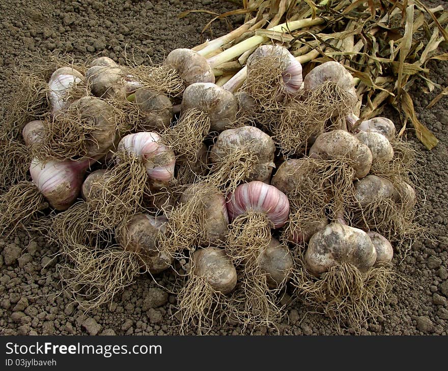 Garlic harvest