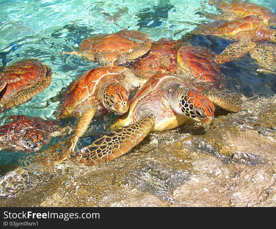 Baby loggerhead sea turtles climbing out of turquoise water onto roc