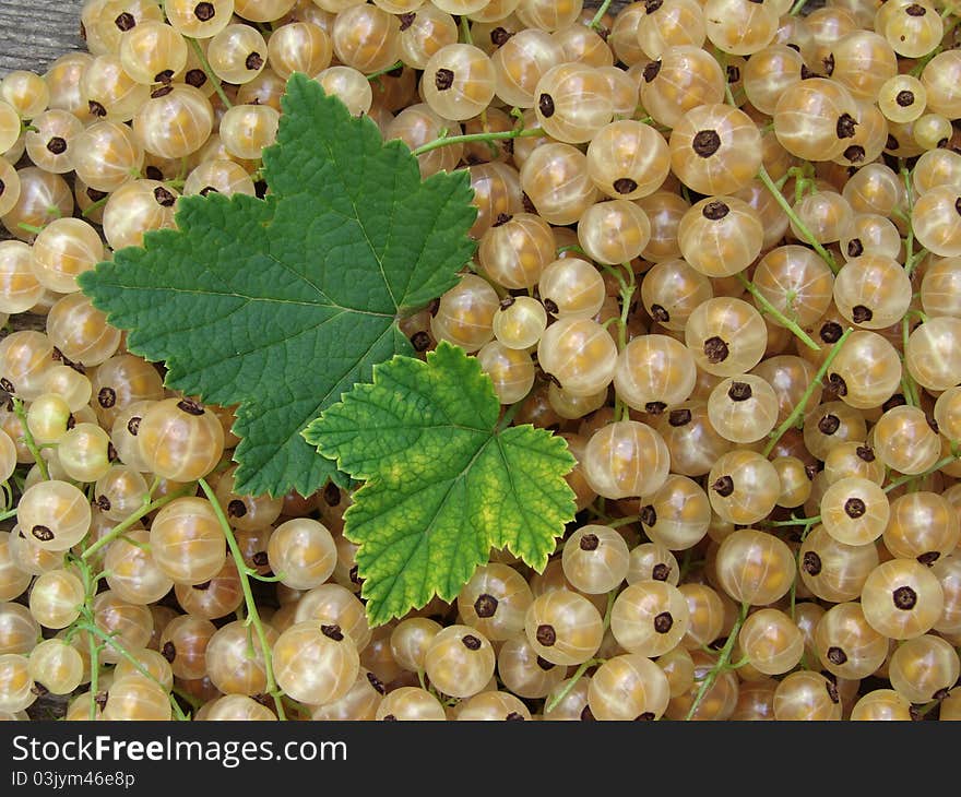 Fresh cropped white currants berries with leaves