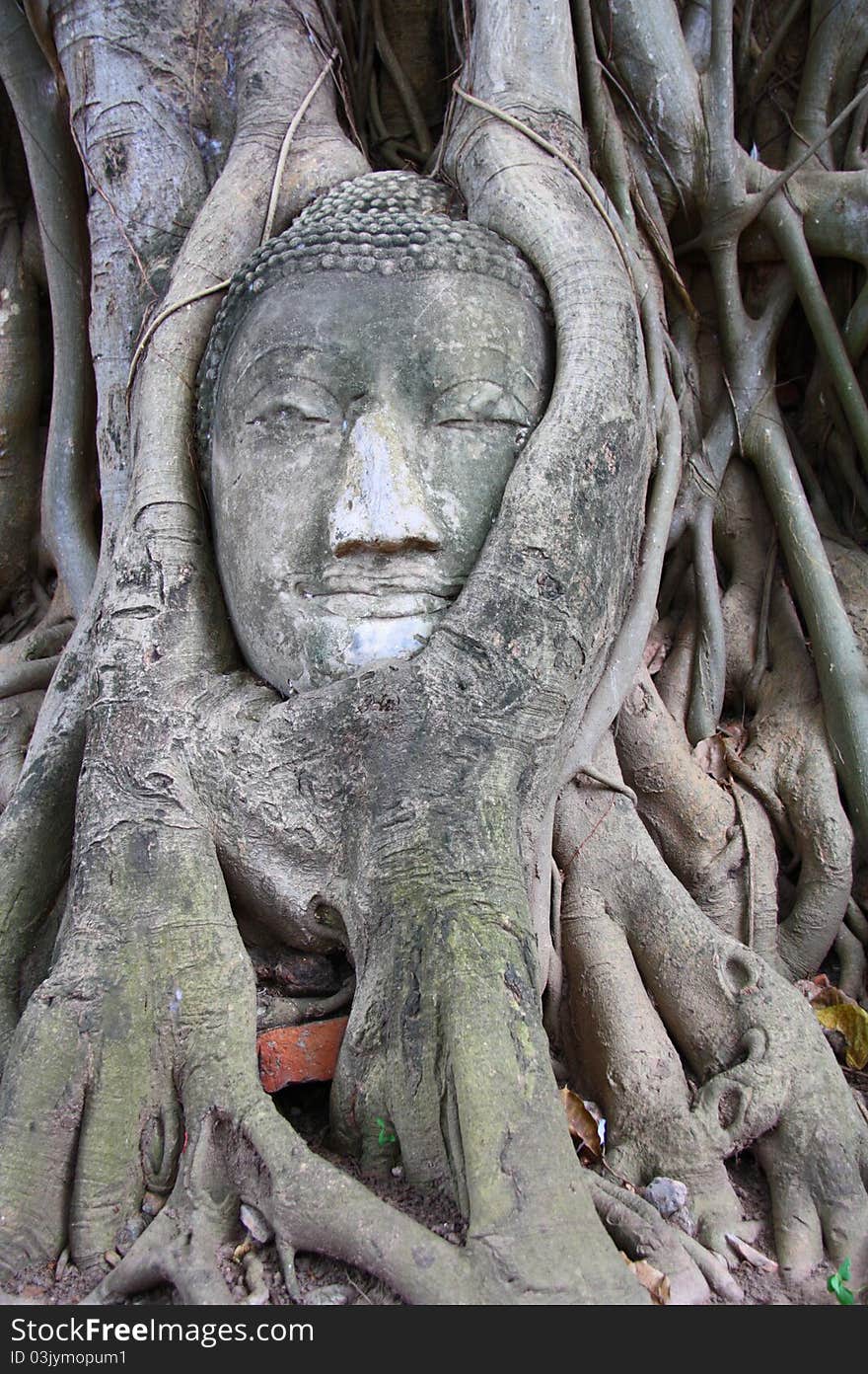 Buddha head in tree Wat Mahathat Ayutthaya in Thailand