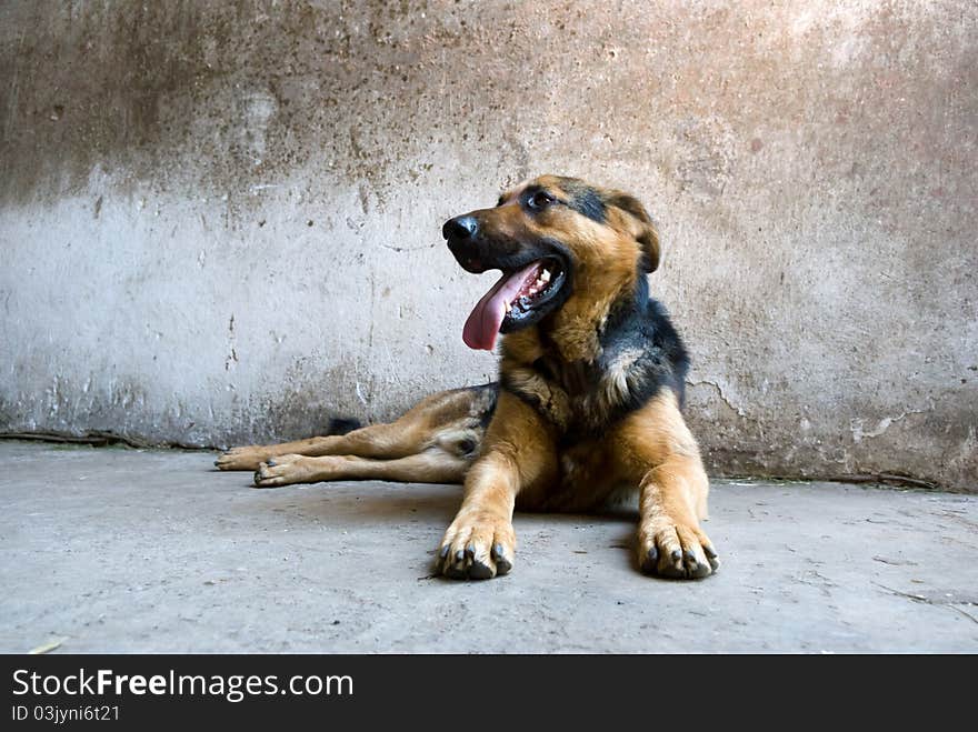 Funny dog without name in sunny day