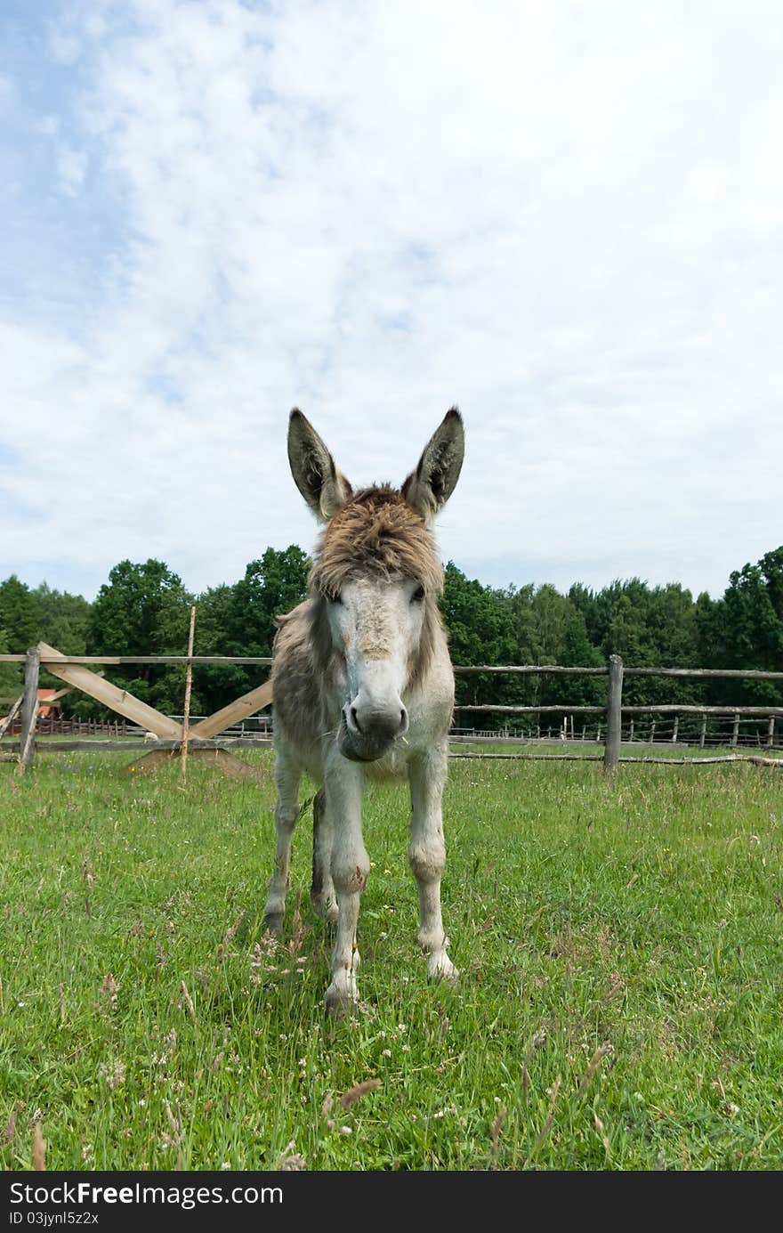 Donkey in a Field in sunny day, animals series