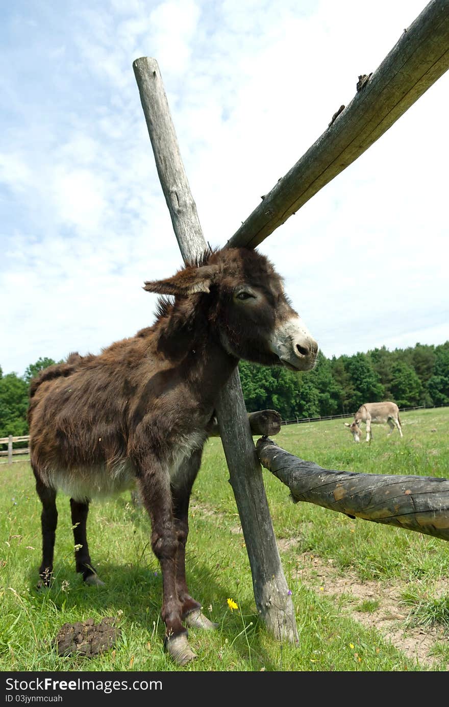 Donkey in a Field in sunny day, animals series