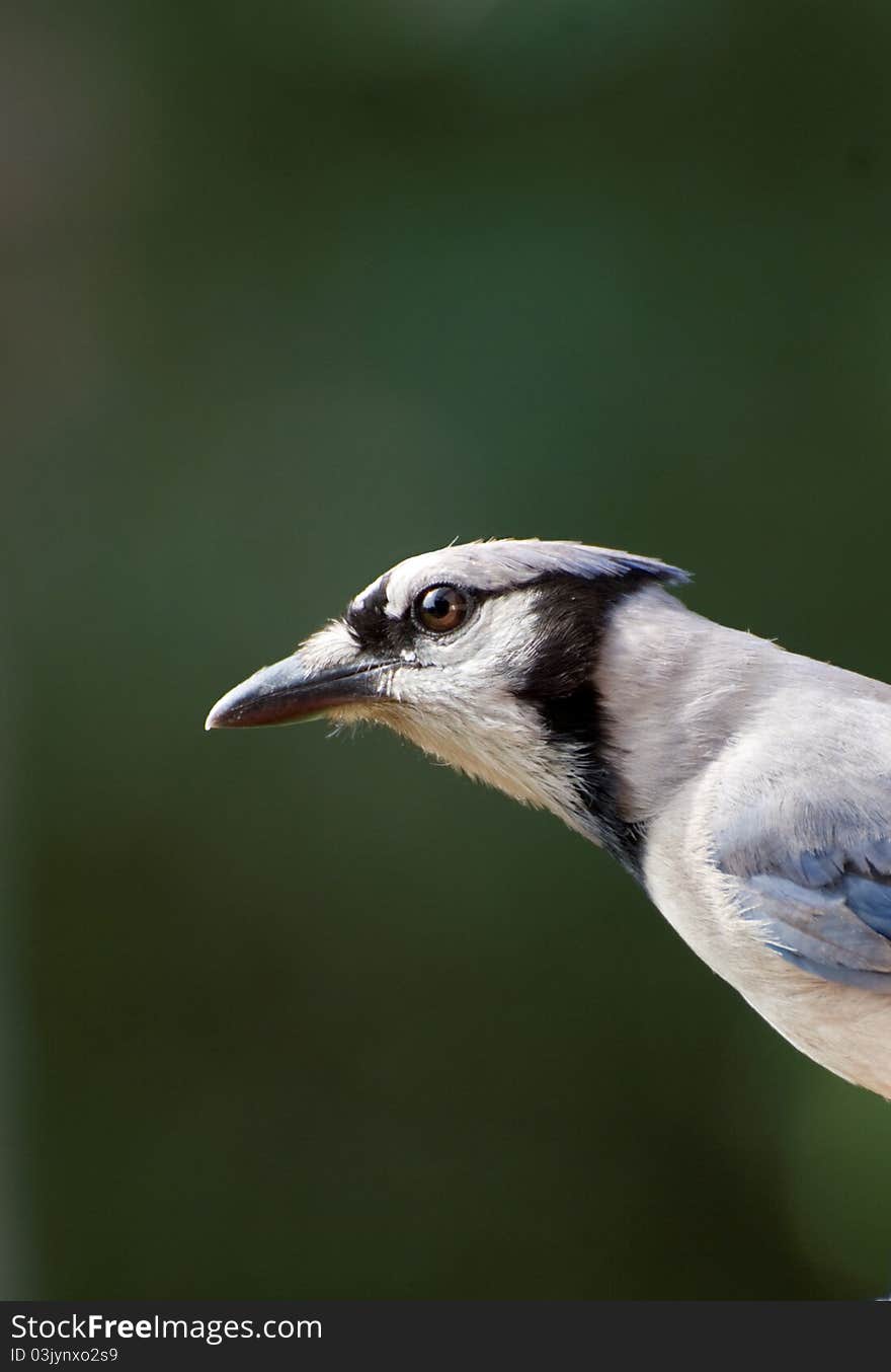 Closeup of blue jay against green background