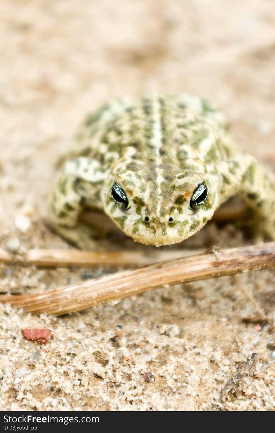 Frog in its natural habitat in a woodland, wild frog