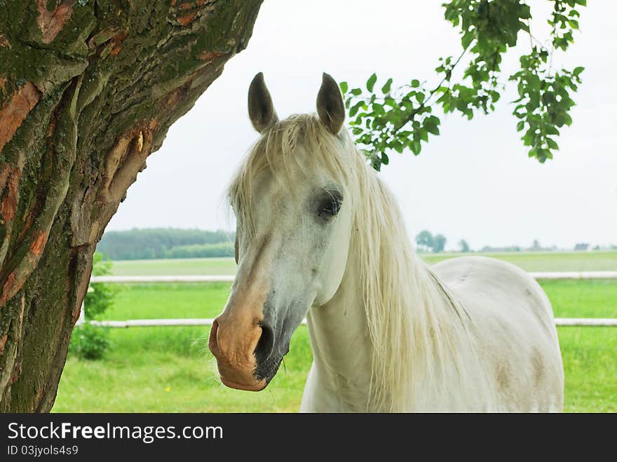 Beautiful Horse in a Green Meadow in sunny day