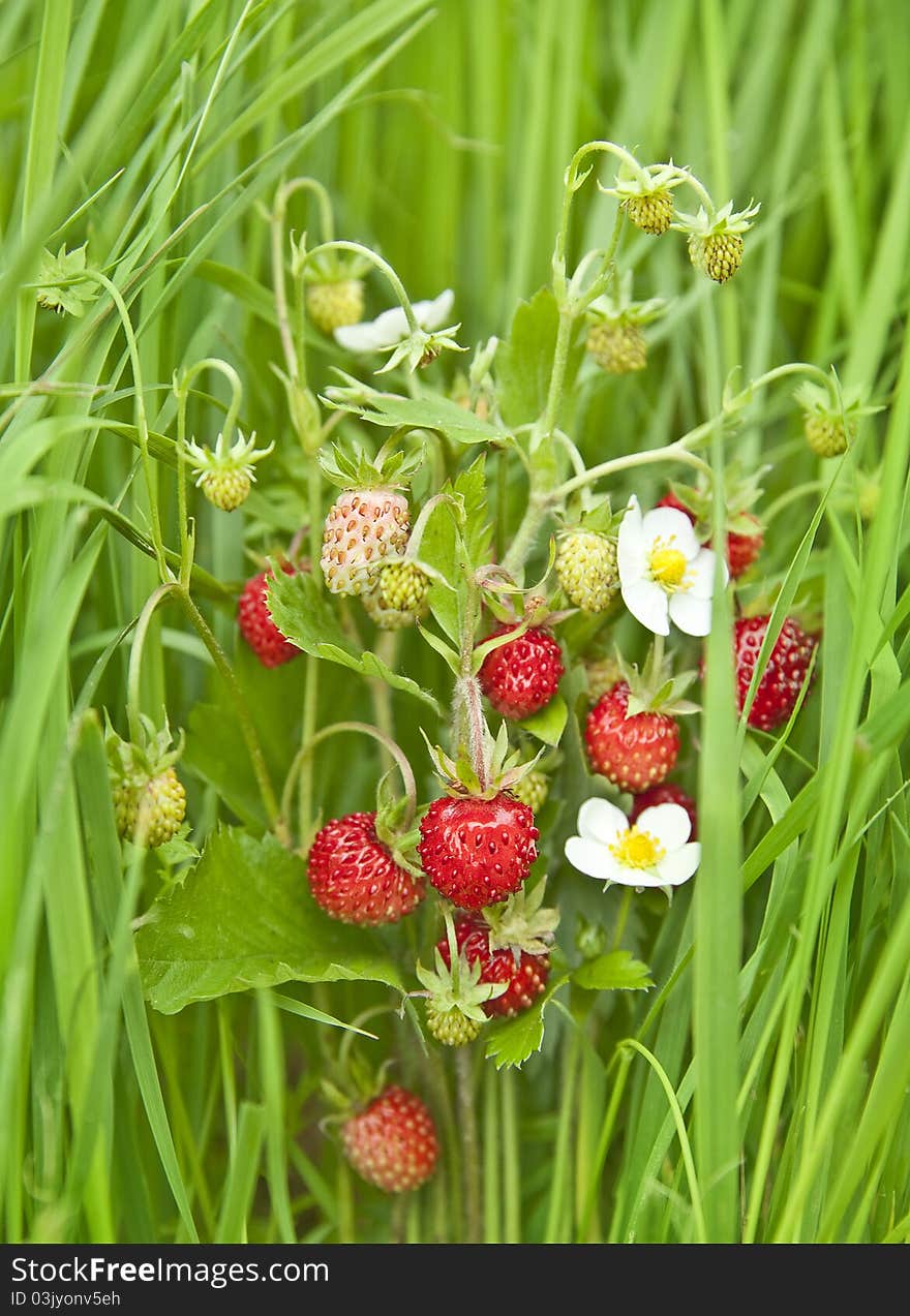 Wild strawberries in green grass