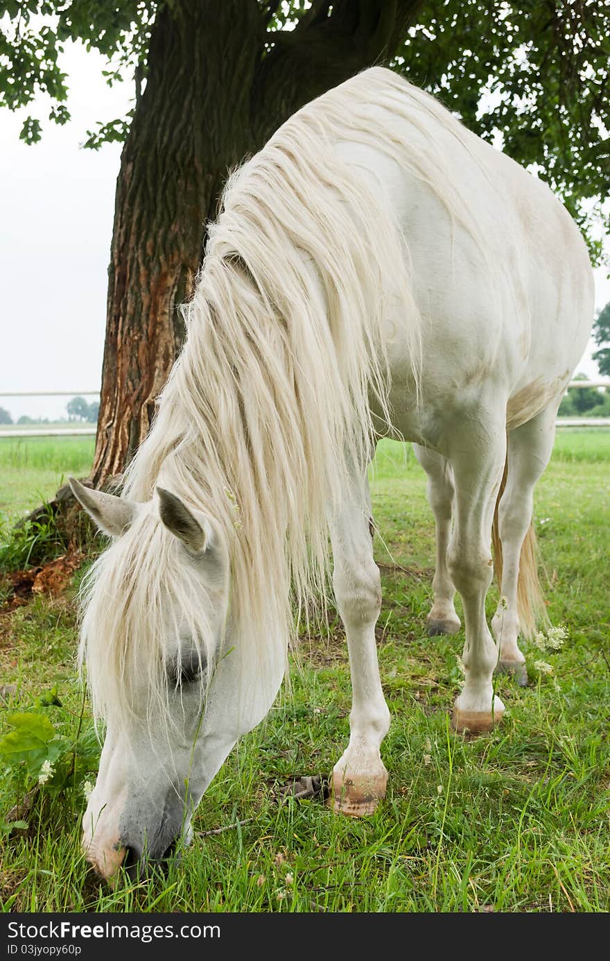 Beautiful Horse in a Green Meadow in sunny day