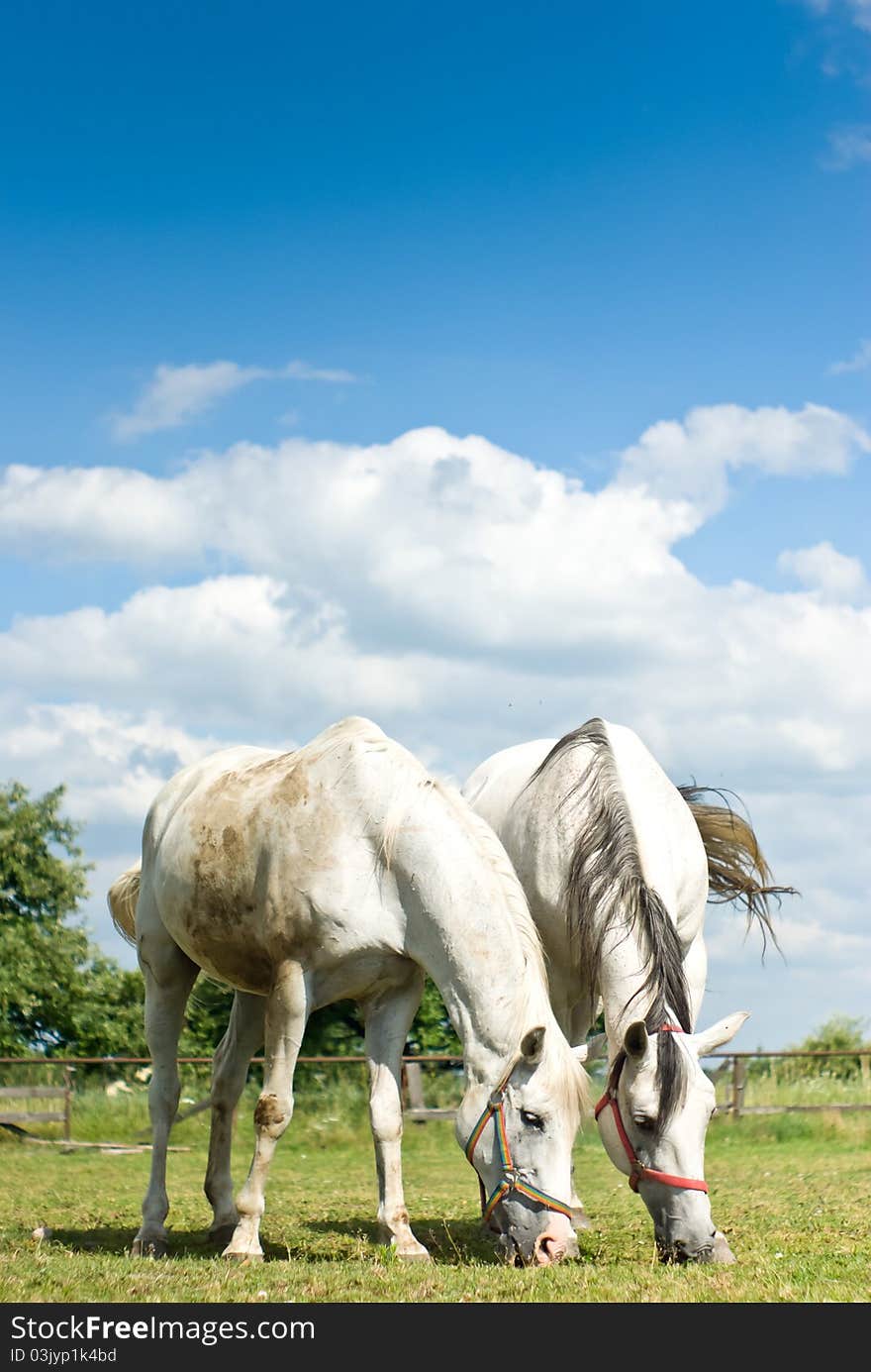 Beautiful Horse in a Green Meadow in sunny day