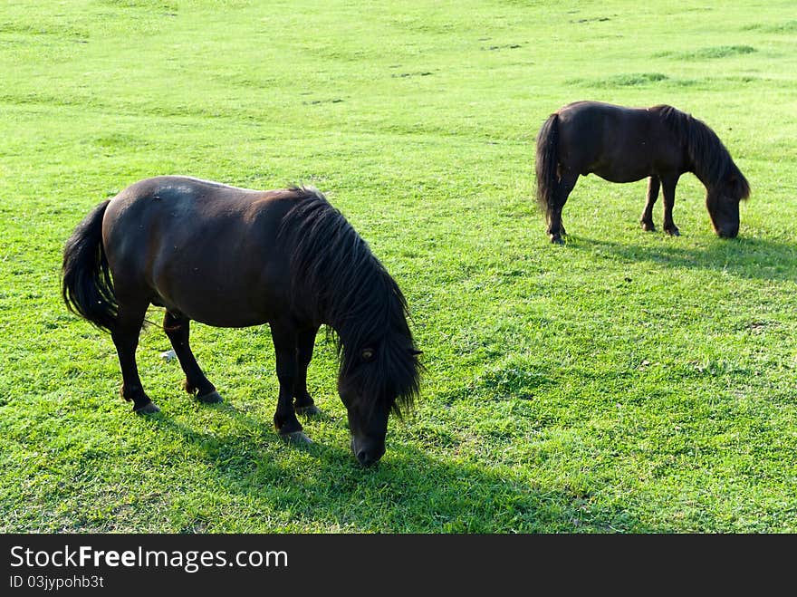 Beautiful Horse in a Green Meadow in sunny day