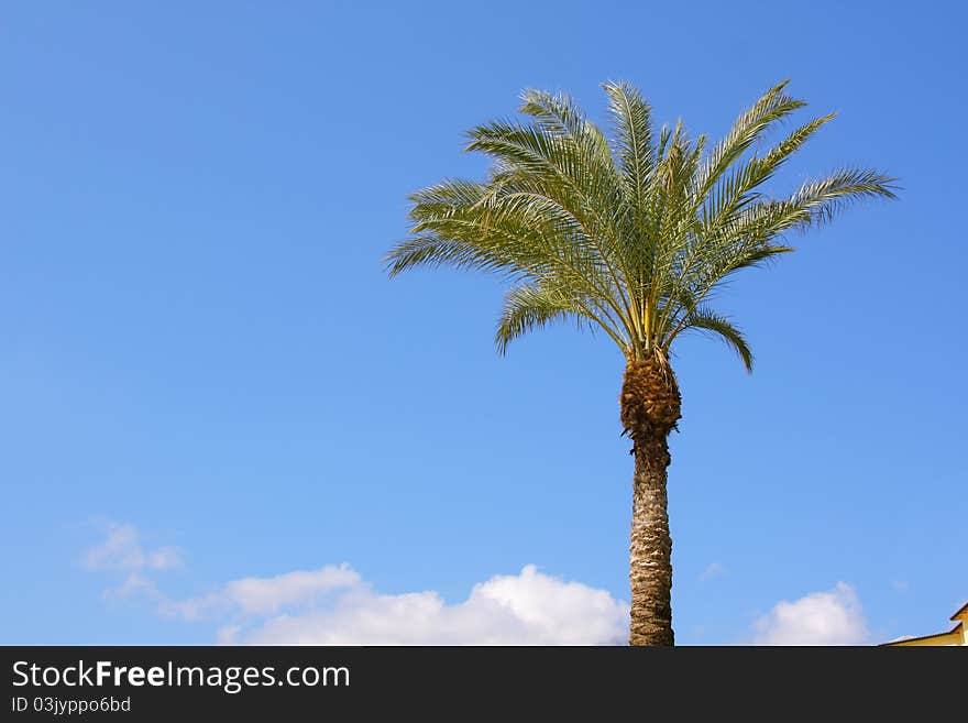 Image of palm over blue sky