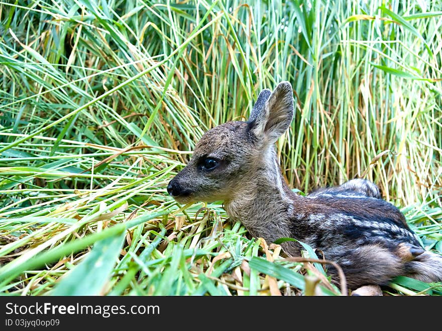 Small roe deer over the plant background in sunny day