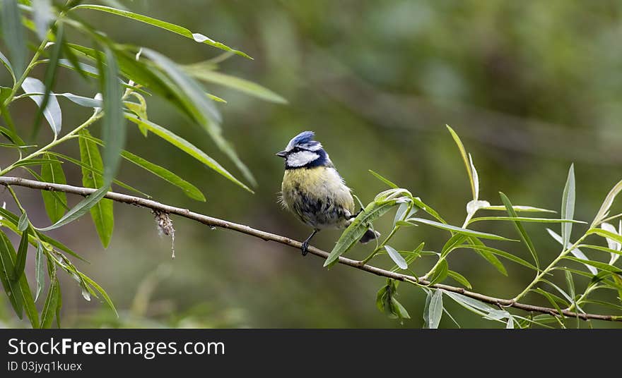 Tit (Parus caeruleus)