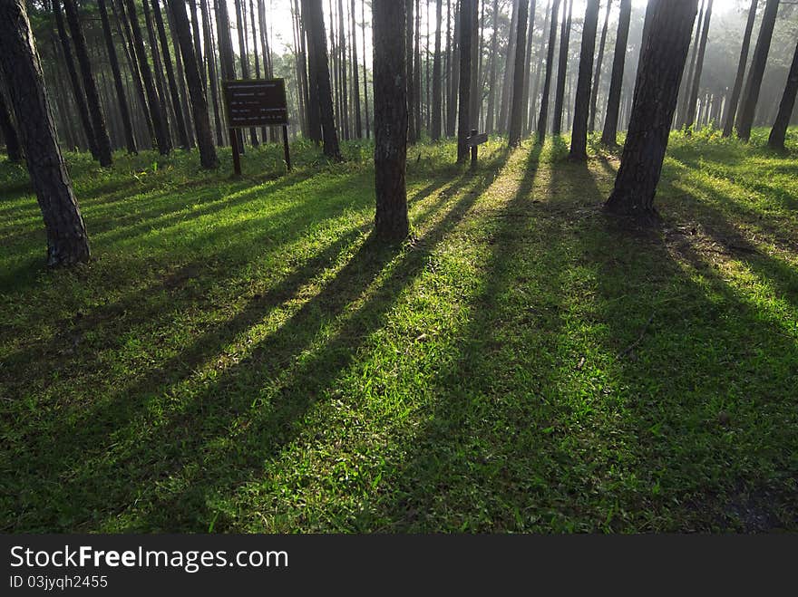 Pine forest with sunlight passing through the trees. Pine forest with sunlight passing through the trees