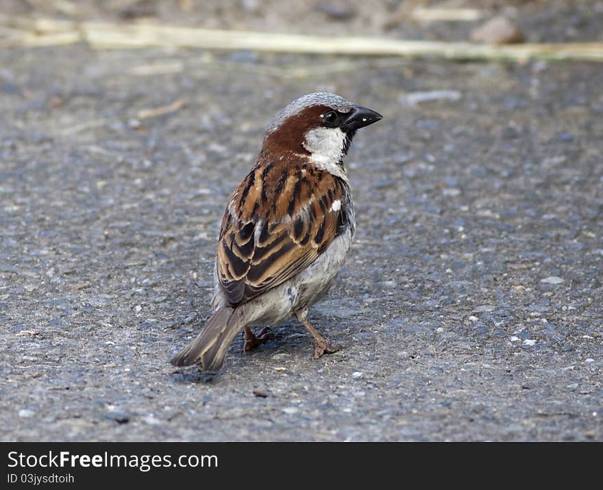 Sparrow (Passer domesticus)