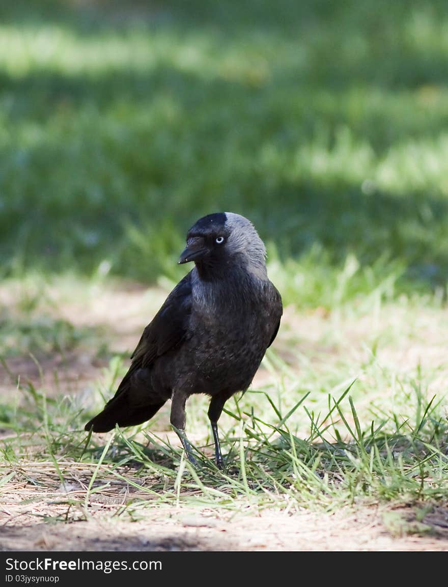 Jackdaw portrait nice black bird with blue-grey eyes. Jackdaw portrait nice black bird with blue-grey eyes