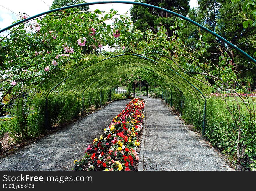 Rose Arbor